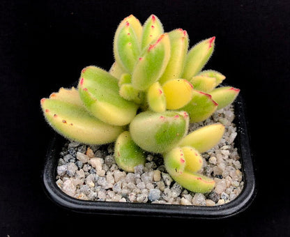 Cotyledon ladismithiensis variegata