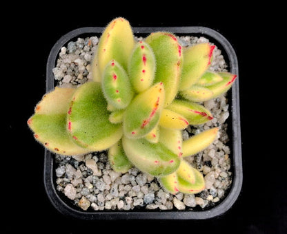 Cotyledon ladismithiensis variegata