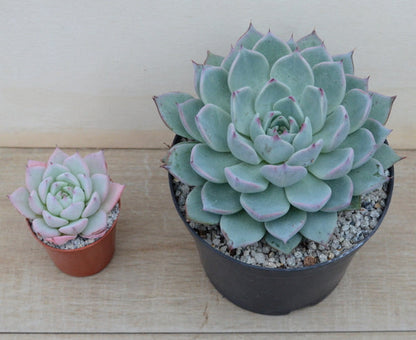 Echeveria 'Larega'