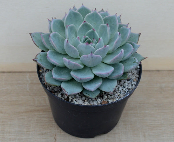 Echeveria 'Larega'