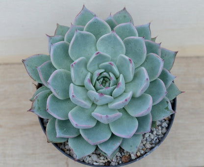 Echeveria 'Larega'