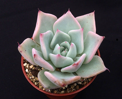 Echeveria 'Larega'