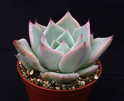 Echeveria 'Larega'