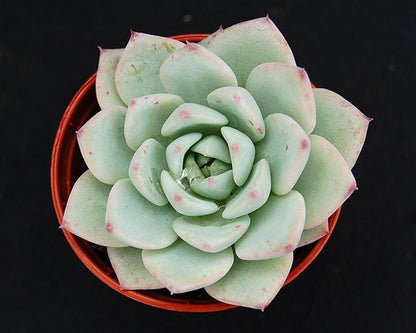 Echeveria 'Larega'