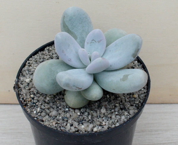 Echeveria laui x Pachyphytum oviferum