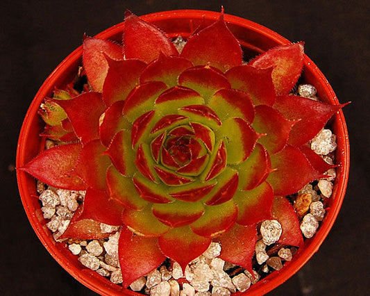 Sempervivum 'Leclare no.4'