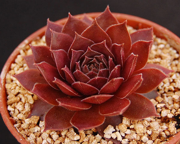 Sempervivum 'Legolas'