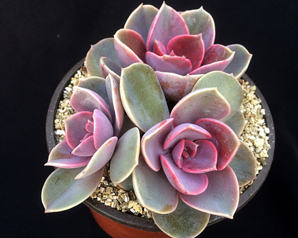 Echeveria 'Lila China'