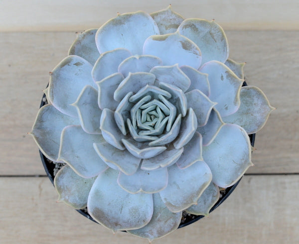 Echeveria lilacina