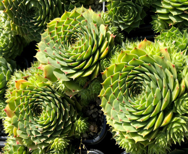 Sempervivum 'Limelight'