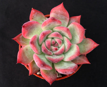 Echeveria lindsayana