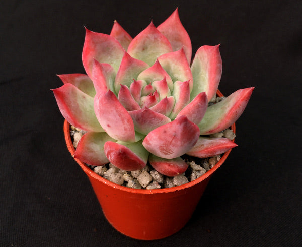 Echeveria lindsayana