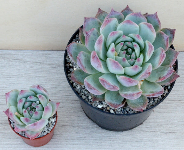 Echeveria lindsayana