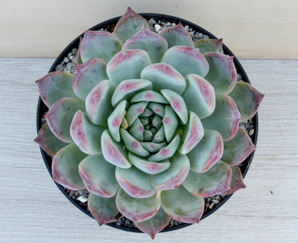 Echeveria lindsayana