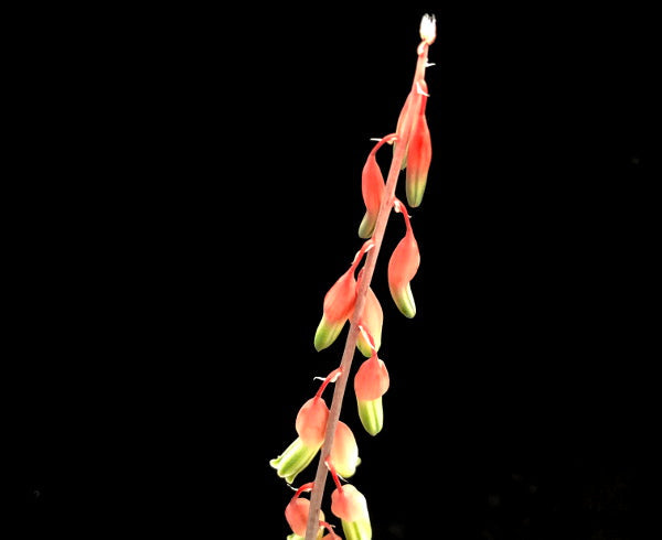 Gasteria 'Little Warty'