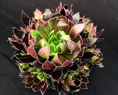 Aeonium 'Logan Rock'