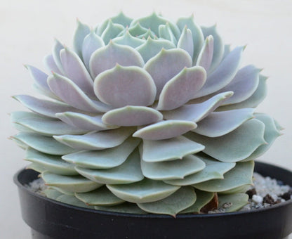 Echeveria 'Lola'