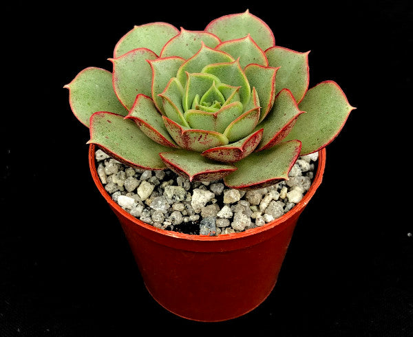 Echeveria longissima