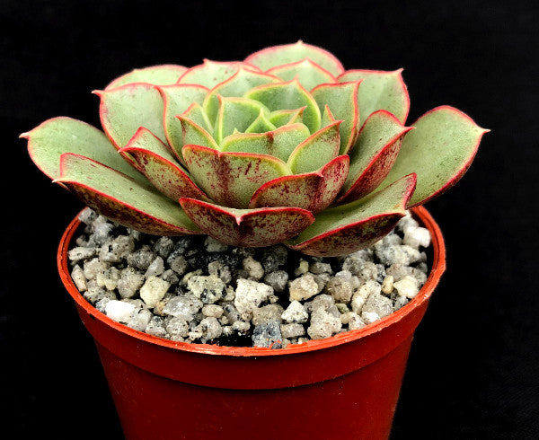 Echeveria longissima