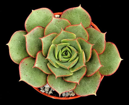 Echeveria longissima