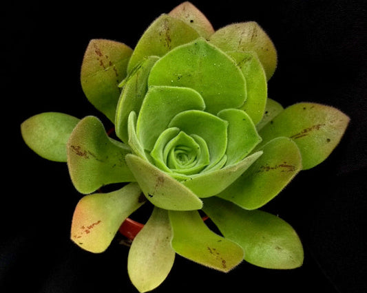 Aeonium longithyrsum