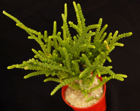 Crassula muscosa f. acuminata