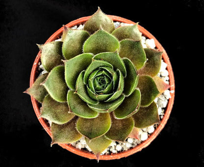 Sempervivum 'Lynn's Choice'