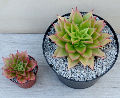 Echeveria 'Macabeana'