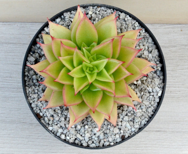 Echeveria 'Macabeana'