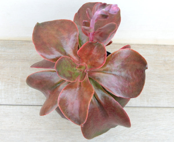 mahogany rose succulent Echeveria 'Mahogany Rose' – Surreal Succulents