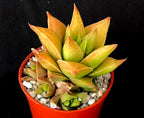 Haworthia 'Manda's'
