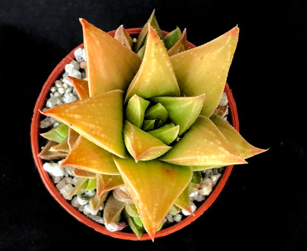 Haworthia 'Manda's'