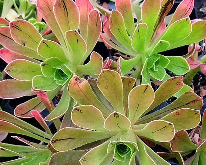 Aeonium x holospathulatum