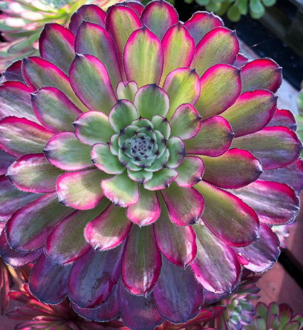 Aeonium 'Mardi Gras'