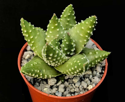 Haworthia margaritifera (Pearl Plant)