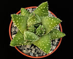 Haworthia margaritifera | Pearl Plant