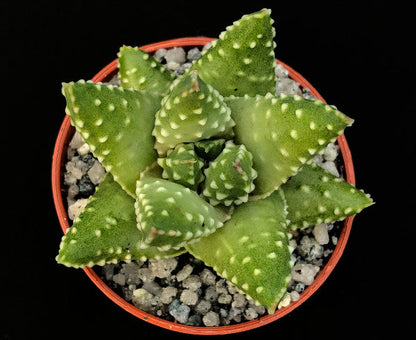 Haworthia margaritifera (Pearl Plant)