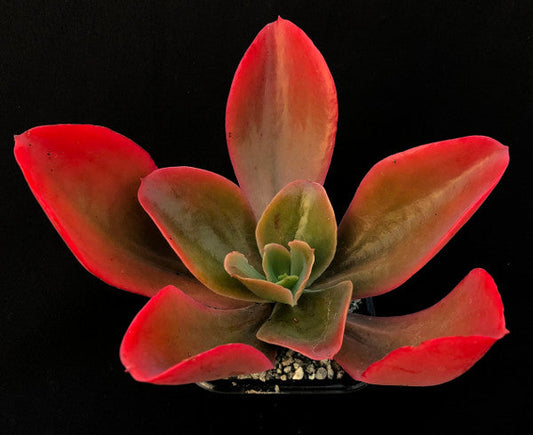 Echeveria 'Matrix'