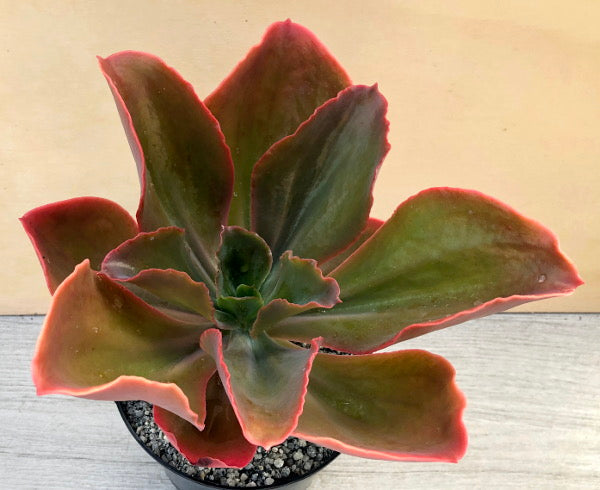 Echeveria 'Matrix'