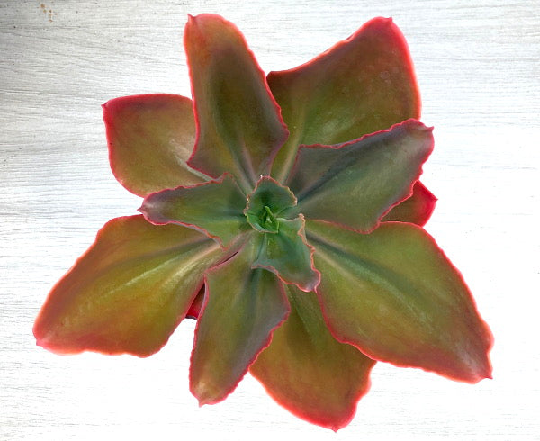 Echeveria 'Matrix'