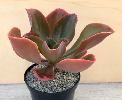 Echeveria 'Matrix'