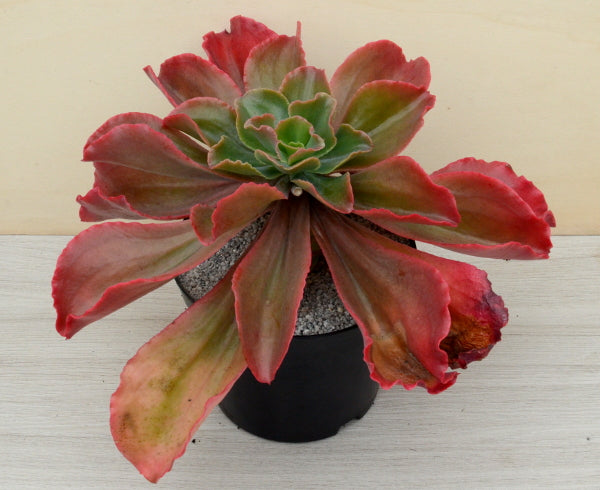 Echeveria 'Matrix'