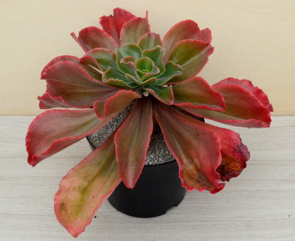 Echeveria 'Matrix'