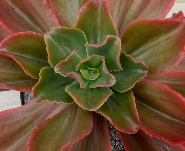 Echeveria 'Matrix'