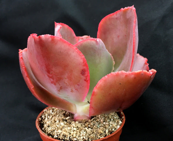 Echeveria 'Mauna Loa'