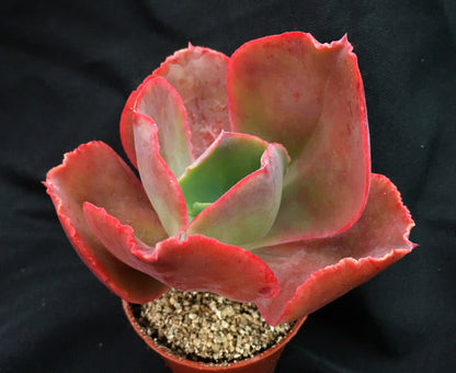 Echeveria 'Mauna Loa'