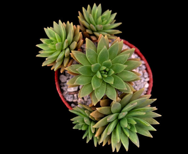 x Graptosedum 'Mediterranean Mystery'