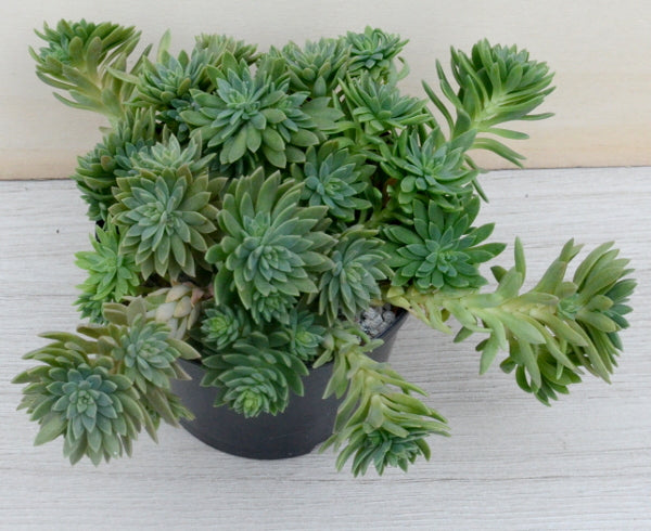 x Graptosedum 'Mediterranean Mystery'