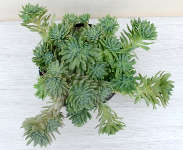 x Graptosedum 'Mediterranean Mystery'