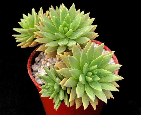 x Graptosedum 'Mediterranean Mystery'